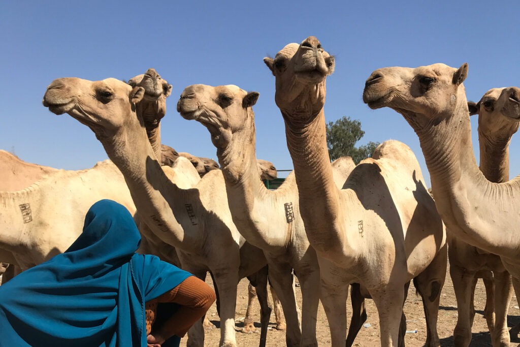 Somaliland Travel Guide