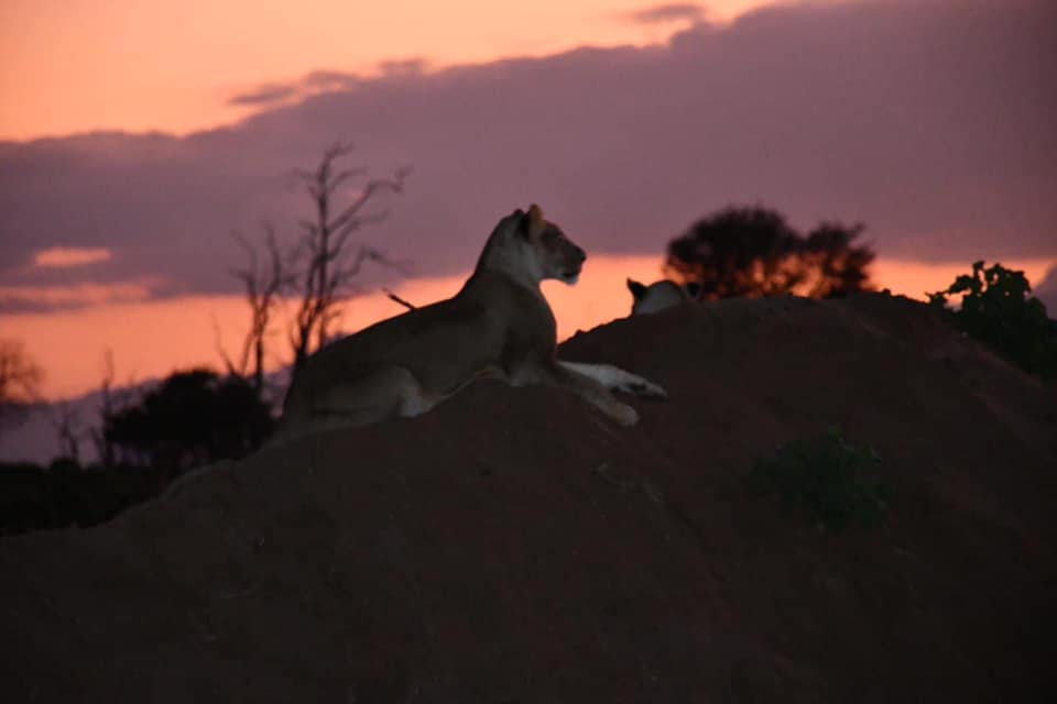 NAIROBI: Bruno Safaris and Tours.