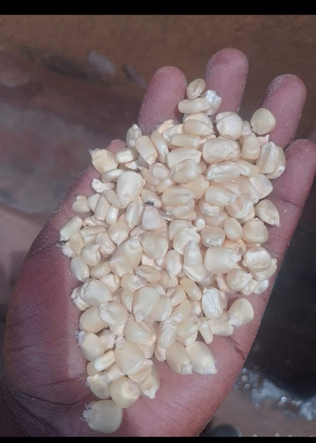 NAIROBI: Animal Feeds For sale